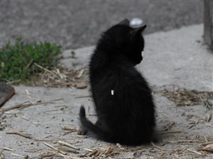 Small black cat