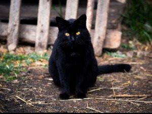 Black cat