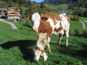 Cow with calf